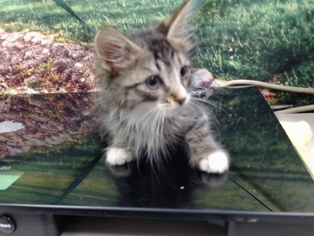Adoptable Cat