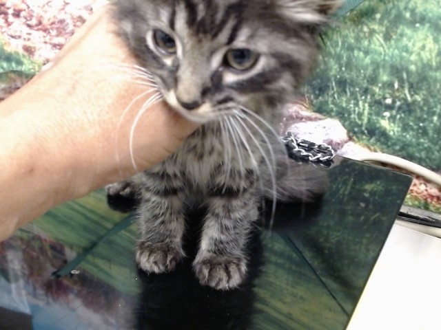 Adoptable Cat