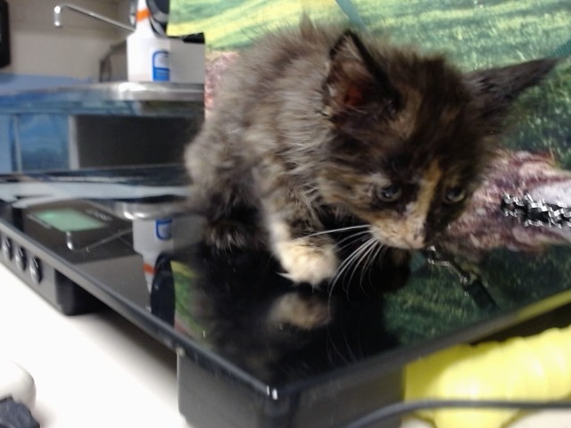 Adoptable Cat