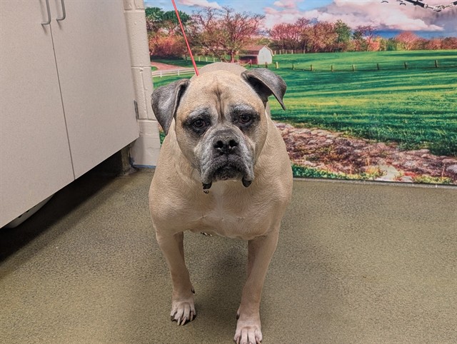 Adoptable Dog