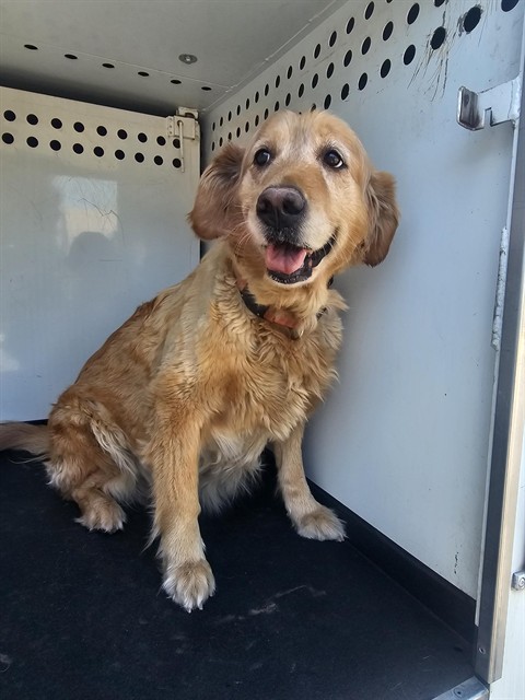 Adoptable Dog