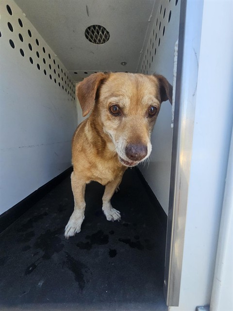 Adoptable Dog