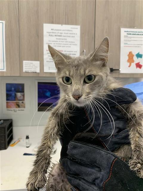 Adoptable Cat