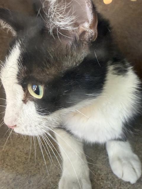 Adoptable Cat