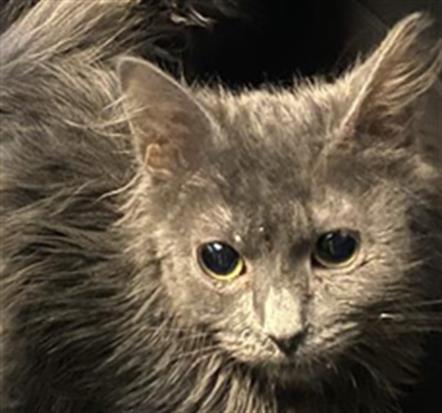 Adoptable Cat