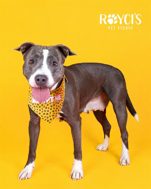 Adoptable Dog