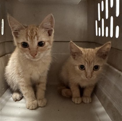Adoptable Cat