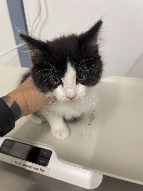 Adoptable Cat