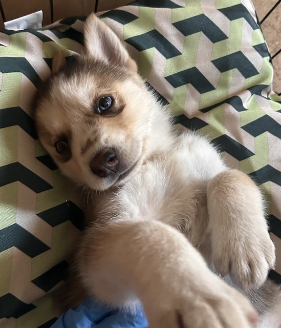 Kiba - In Foster