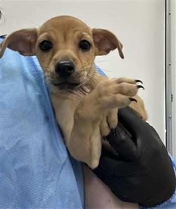 Adoptable Dog