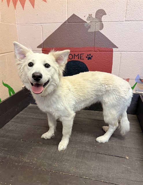 Adoptable Dog