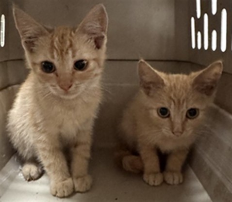 Adoptable Cat