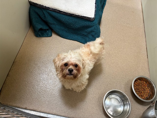 Adoptable Dog