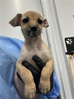 Adoptable Dog