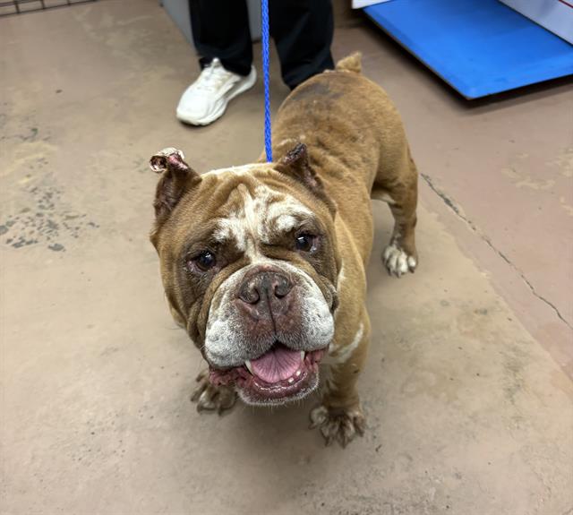 Adoptable Dog