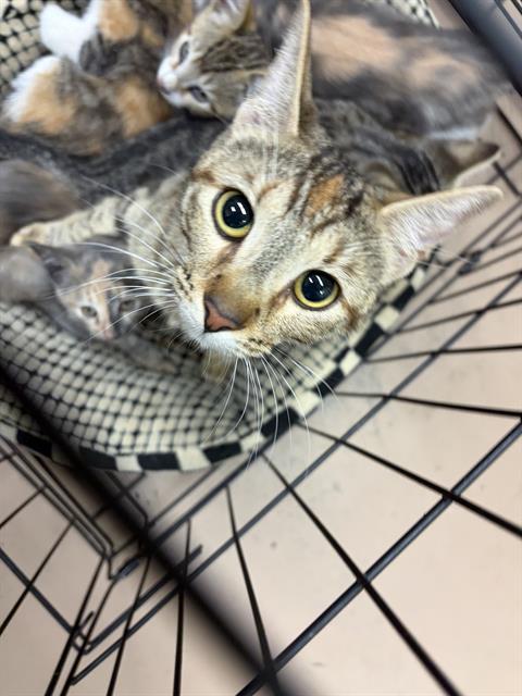 Adoptable Cat
