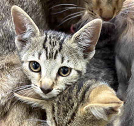 Adoptable Cat