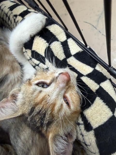 Adoptable Cat