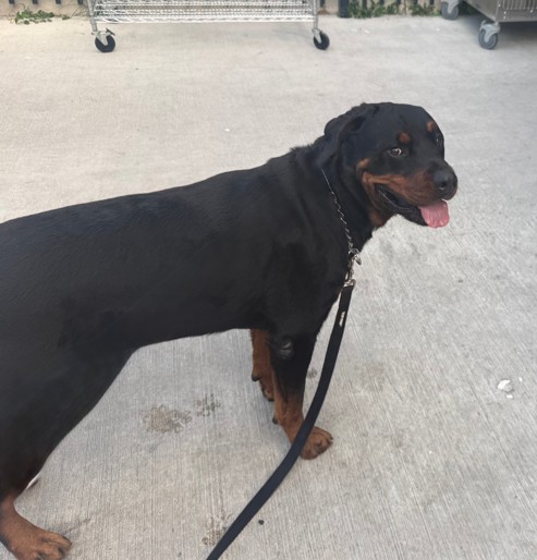 Maximus