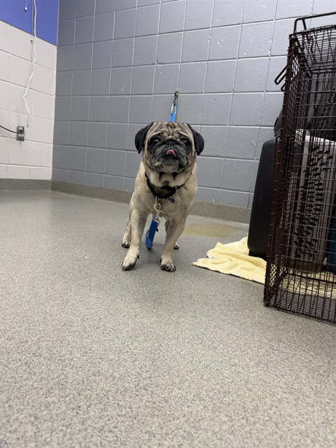 Dogtor