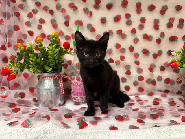 Ivy