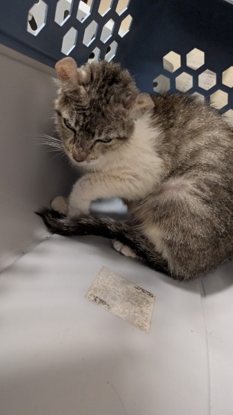 Adoptable Cat