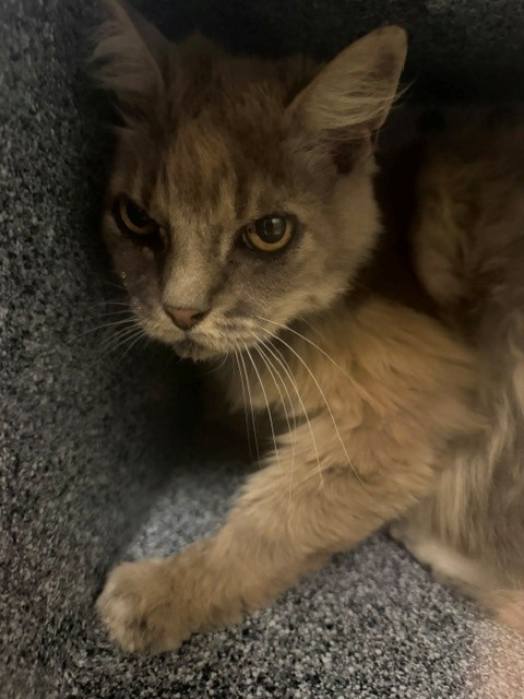Adoptable Cat
