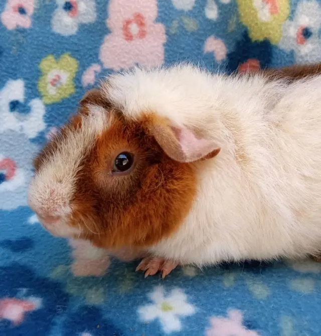 Ted