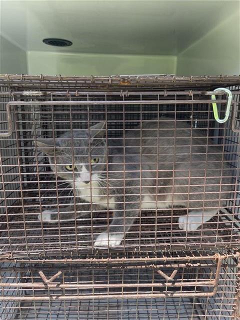 Adoptable Cat