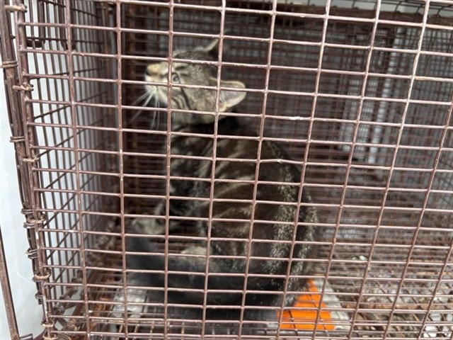 Adoptable Cat