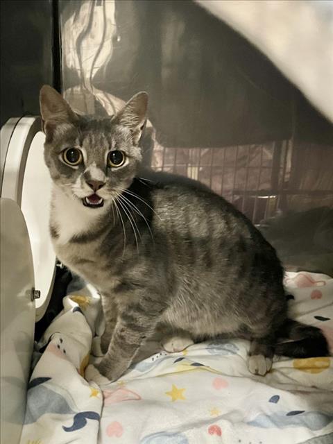 Adoptable Cat