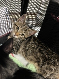 Adoptable Cat