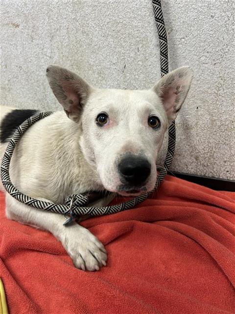 Adoptable Dog