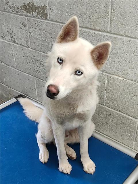 Adoptable Dog