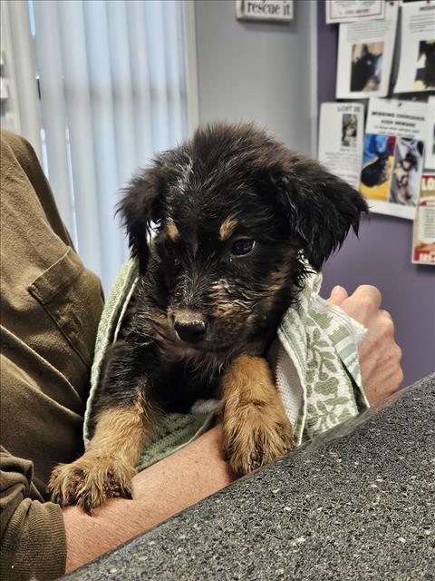 Adoptable Dog