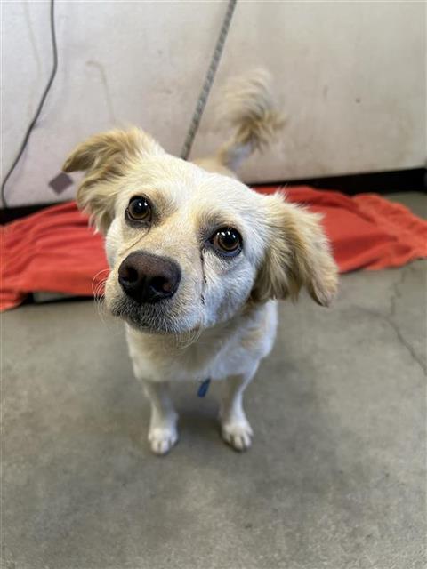 Adoptable Dog