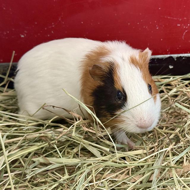 Bernie