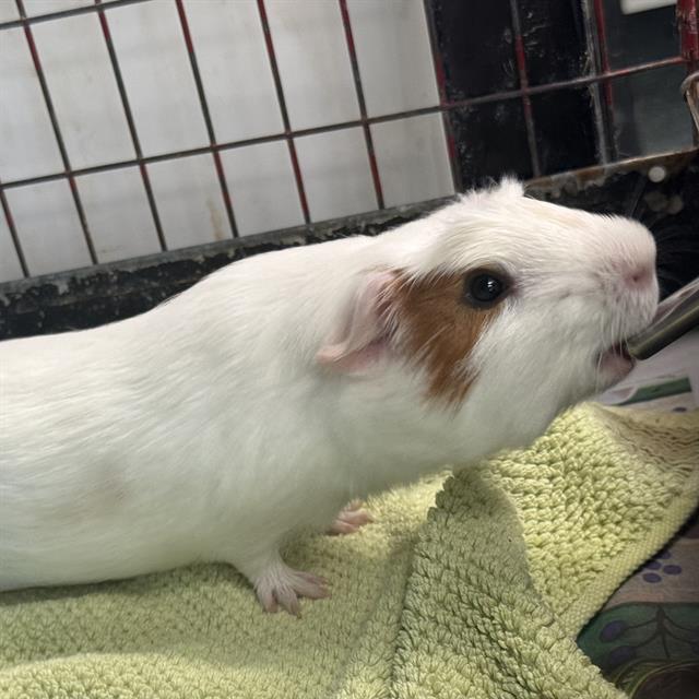 Pita