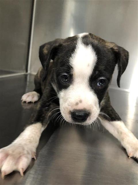 Adoptable Dog