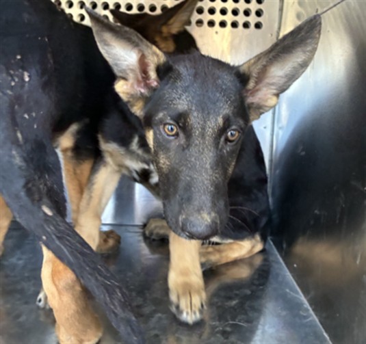 Sarge
