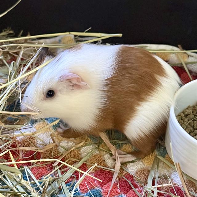 Brioche