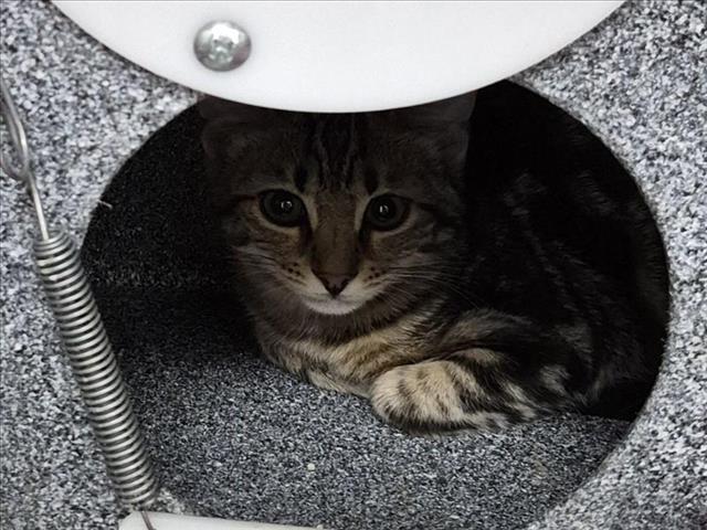 *Kiara