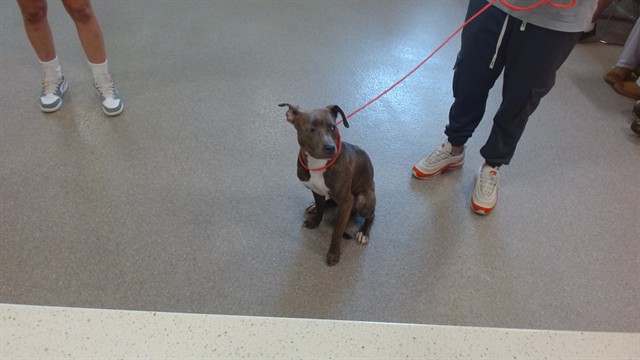 Adoptable Dog