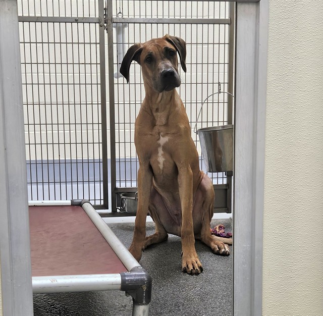 Adoptable Dog