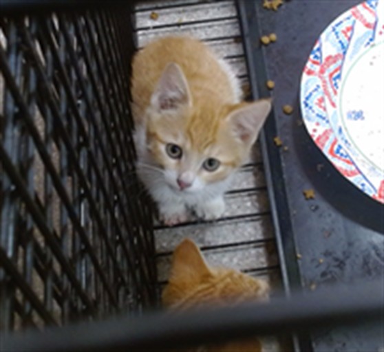 Adoptable Cat