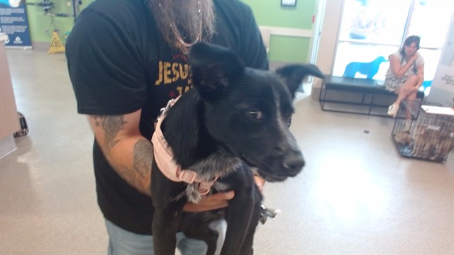Adoptable Dog