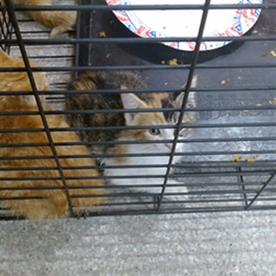Adoptable Cat
