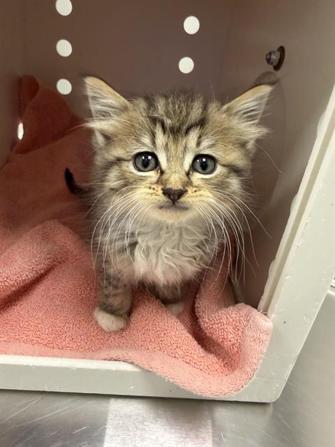 Meowth - Adoption Pending