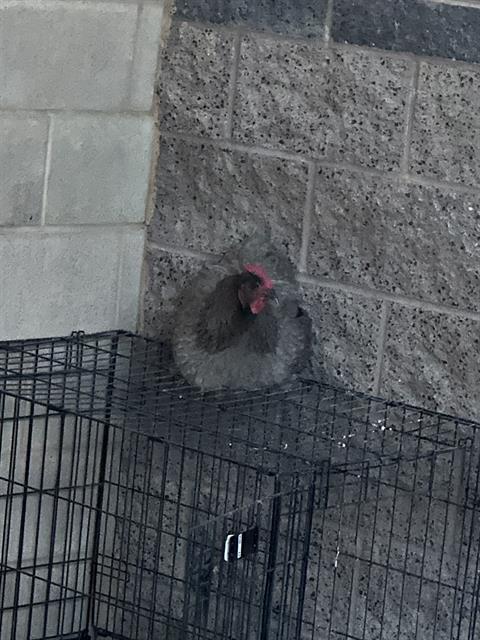 Adoptable Bird