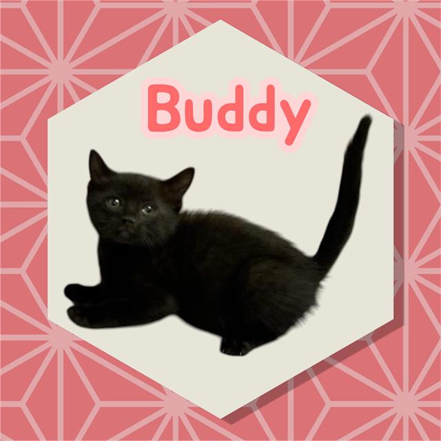*Buddy